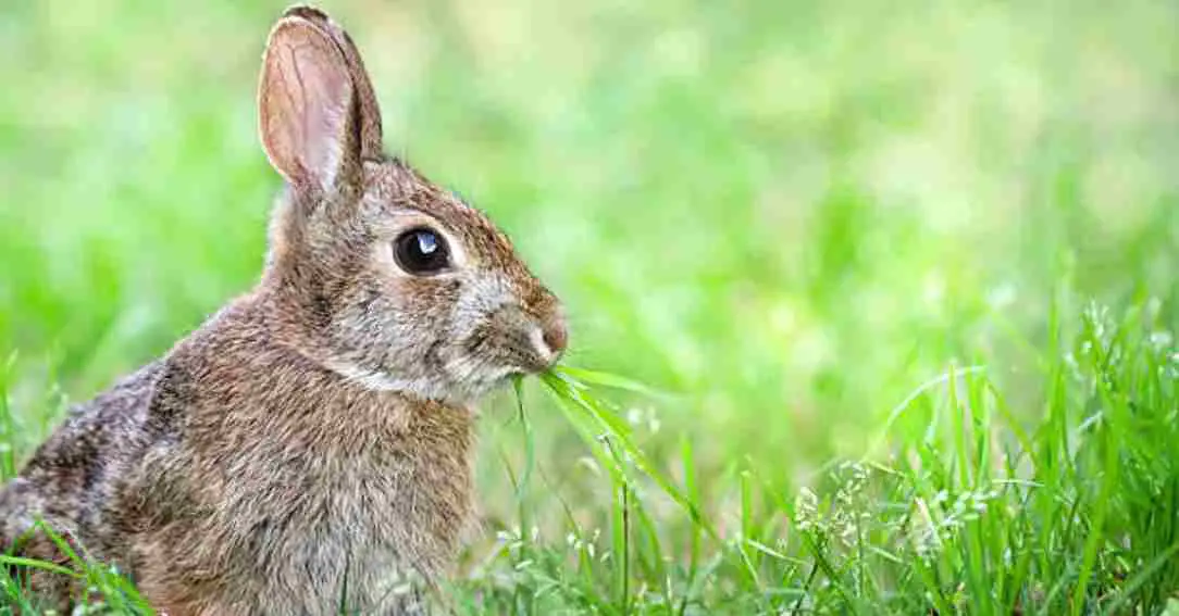 Do Rabbits Eat insects ?