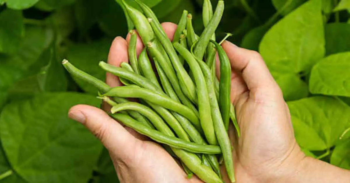 Are Green Beans Good for Diabetics